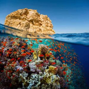 Kelp Diving Cape Town