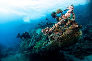 Kelp Diving Cape Town