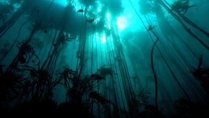 Dive Master in Cape Town