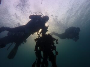Open Water Diving Course Cape Town