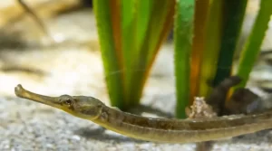 Kelp Diving Cape Town