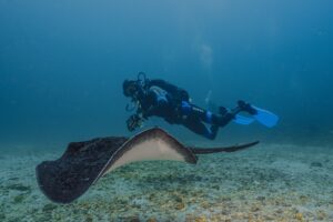 Kelp Diving Cape Town