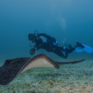 Kelp Diving Cape Town