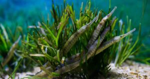 Kelp Diving Cape Town