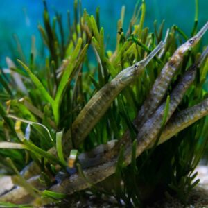 Kelp Diving Cape Town