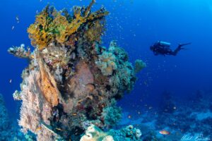 Dive Master in Cape Town