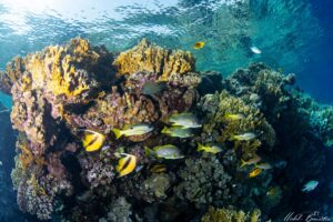 Dive Shop in Cape Town