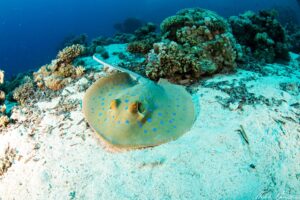 Scuba Diving in Cape Town