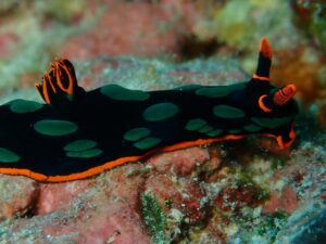 Rescue Diver Course Cape Town