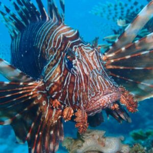 Cape Town Wreck Diving