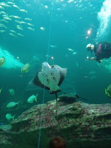 Cape Town Wreck Diving